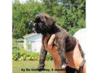 Boxer Puppy for sale in North Liberty, IA, USA