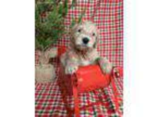 Goldendoodle Puppy for sale in Mansfield, OH, USA
