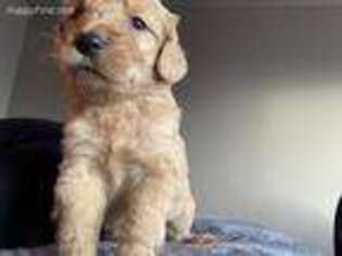 Goldendoodle Puppy for sale in Antioch, CA, USA