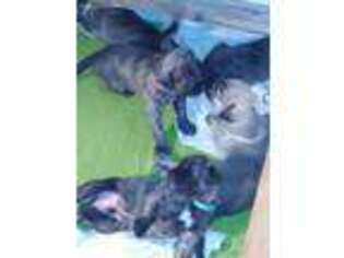 Irish Wolfhound Puppy for sale in Libby, MT, USA