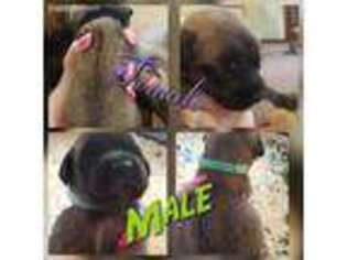Mastiff Puppy for sale in Lima, OH, USA