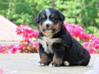 Bernese Mountain Dog Puppy for sale in Liberty, KY, USA