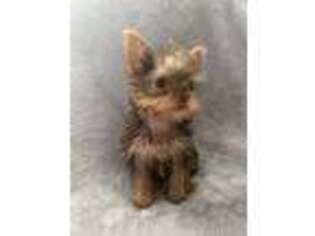 Yorkshire Terrier Puppy for sale in Mullica Hill, NJ, USA