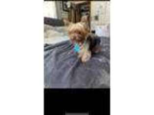 Yorkshire Terrier Puppy for sale in Springfield, MA, USA