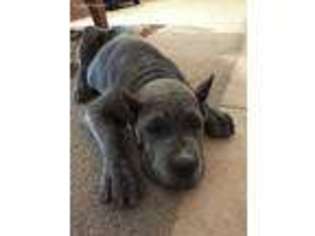 Cane Corso Puppy for sale in Mesa, AZ, USA