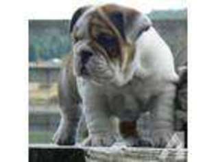 Bulldog Puppy for sale in KETTLE FALLS, WA, USA