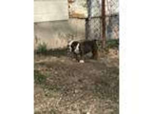 Olde English Bulldogge Puppy for sale in Caldwell, ID, USA