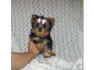 Yorkshire Terrier Puppy for sale in HOMER, LA, USA