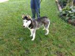 Siberian Husky Puppy for sale in Roebling, NJ, USA