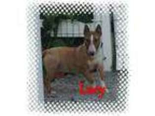 Bull Terrier Puppy for sale in Goshen, OH, USA