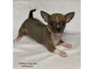 Chihuahua Puppy for sale in Leicester, NC, USA