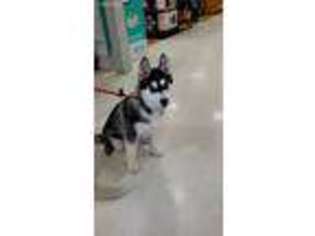 Siberian Husky Puppy for sale in Holmen, WI, USA