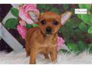 Chihuahua Puppy for sale in Fort Wayne, IN, USA