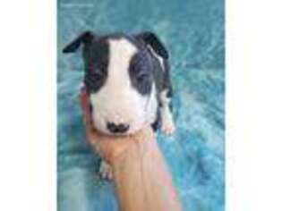 Bull Terrier Puppy for sale in Seminole, FL, USA