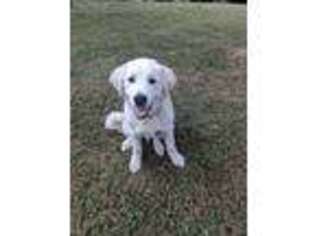 Great Pyrenees Puppy for sale in Stuart, VA, USA