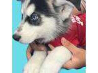 Siberian Husky Puppy for sale in Saint Cloud, FL, USA