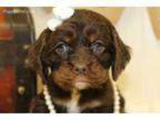 Cocker Spaniel Puppy for sale in Goshen, IN, USA