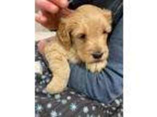Goldendoodle Puppy for sale in Huntington, MA, USA