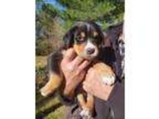 Greater Swiss Mountain Dog Puppy for sale in Pine River, WI, USA