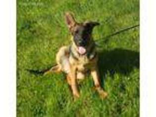 German Shepherd Dog Puppy for sale in Plymouth, NH, USA