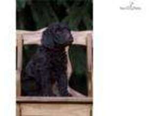 Goldendoodle Puppy for sale in Dayton, OH, USA