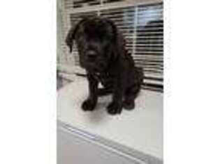 Cane Corso Puppy for sale in Opelika, AL, USA