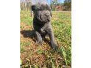 Cane Corso Puppy for sale in Frametown, WV, USA
