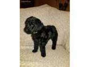Labradoodle Puppy for sale in Rogers, AR, USA