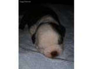 Boston Terrier Puppy for sale in Osteen, FL, USA