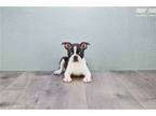 Boston Terrier Puppy for sale in Columbus, OH, USA