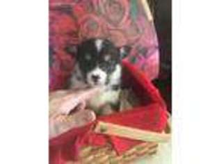 Pembroke Welsh Corgi Puppy for sale in Mayslick, KY, USA