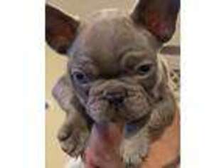 French Bulldog Puppy for sale in Pomona, CA, USA