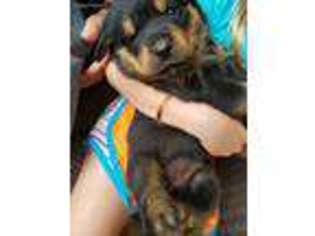Rottweiler Puppy for sale in Morris, OK, USA