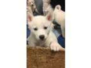 Siberian Husky Puppy for sale in Shelbyville, IN, USA