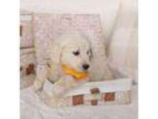 Golden Retriever Puppy for sale in Washington, DC, USA