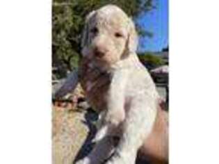 Labradoodle Puppy for sale in Lompoc, CA, USA