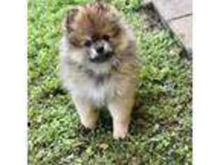 Pomeranian Puppy for sale in Tampa, FL, USA