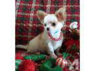 Chihuahua Puppy for sale in HESPERIA, CA, USA