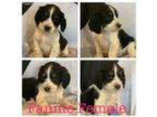 English Springer Spaniel Puppy for sale in Lumberton, TX, USA