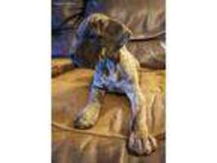 Great Dane Puppy for sale in Copan, OK, USA