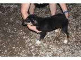 Australian Shepherd Puppy for sale in Rineyville, KY, USA
