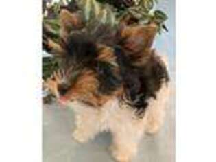 Biewer Terrier Puppy for sale in Jacksonville, TX, USA