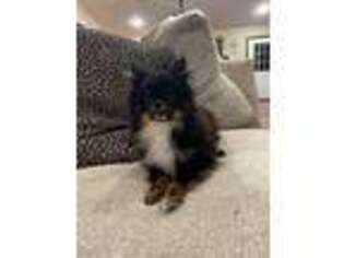 Pomeranian Puppy for sale in Cave City, AR, USA