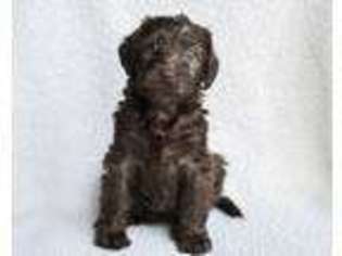 Labradoodle Puppy for sale in Cedar Lake, IN, USA
