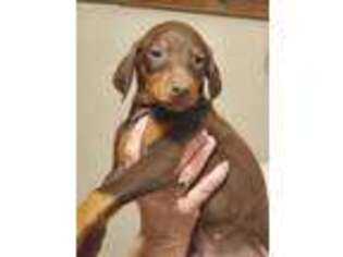 Doberman Pinscher Puppy for sale in Hollywood, MD, USA