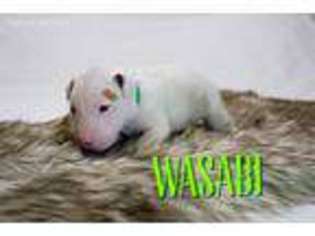 Bull Terrier Puppy for sale in Long Beach, MS, USA