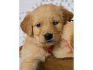 Golden Retriever Puppy for sale in Ada, OK, USA