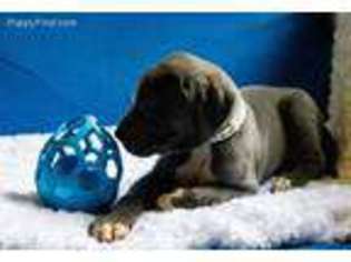 Great Dane Puppy for sale in Brighton, MI, USA