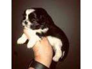 Mutt Puppy for sale in Fraser, MI, USA