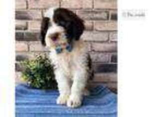 Portuguese Water Dog Puppy for sale in Canton, OH, USA